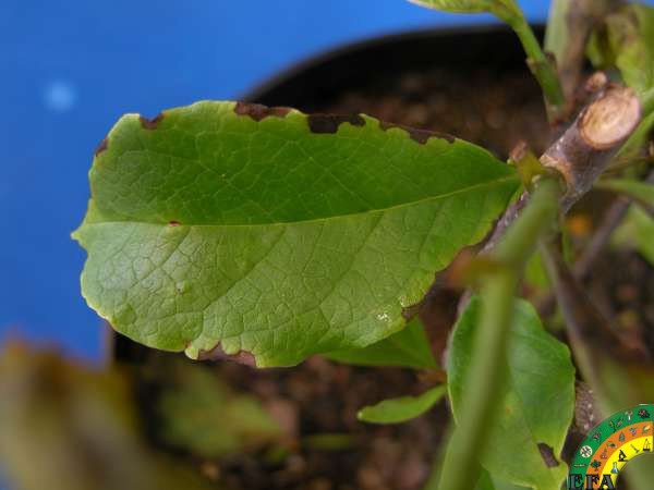 Pseudomonas syringae - Pseudomona syringae en magnolia.JPG